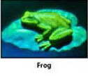 frog.gif