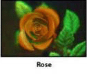 rose.gif
