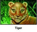 tiger.gif